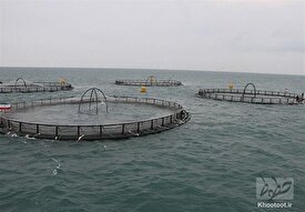 انتقال تنکولوژی‌های نوین از صید تا فرآوری | کاهش قیمت کنسرو تون ماهی در دستور است!