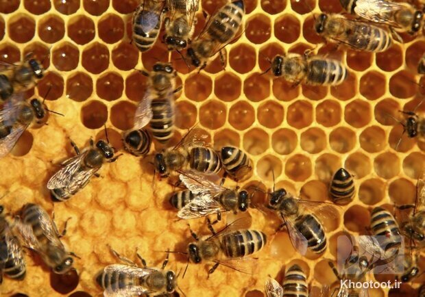 تبدیل زهر زنبور به آنتی‌بیوتیک!