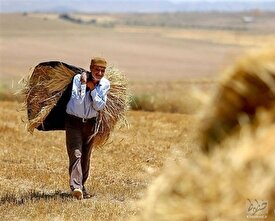 قیمت خرید تضمینی گندم مشخص شد/کشاورزان: گندم را به دولت نمی‌فروشیم