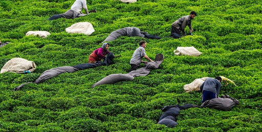 لزوم تدبیر وزارت جهاد کشاورزی برای رفع مشکل ثبت سفارش واردات چای لزوم تدبیر وزارت جهاد کشاورزی برای رفع مشکل ثبت سفارش واردات چای
