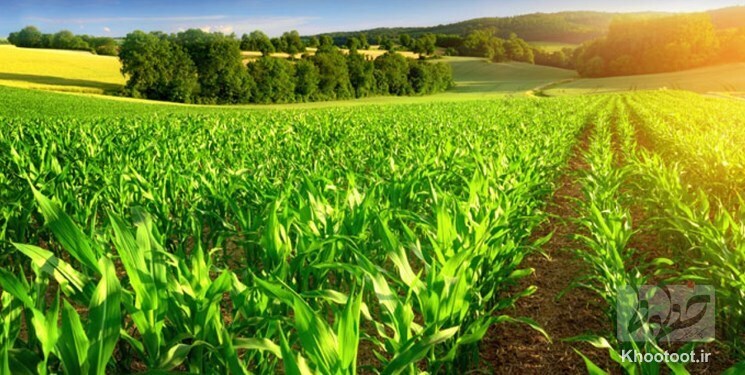 کارخانه‌ پرتودهی محصولات کشاورزی در حال احداث است