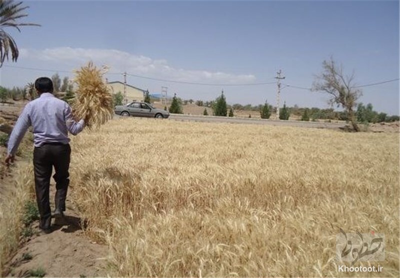 خودکفایی ۹۸ درصدی ایران در تولید هسته‌های اولیه بذر گندم و جو