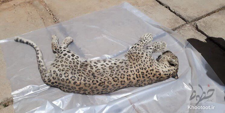 لاشه یک قلاده پلنگ ایرانی در میان زباله‌ها کشف شد