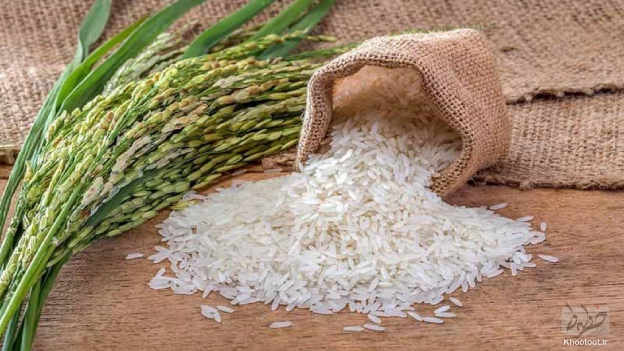 خرید توافقی برنج مازاد کشاورزان