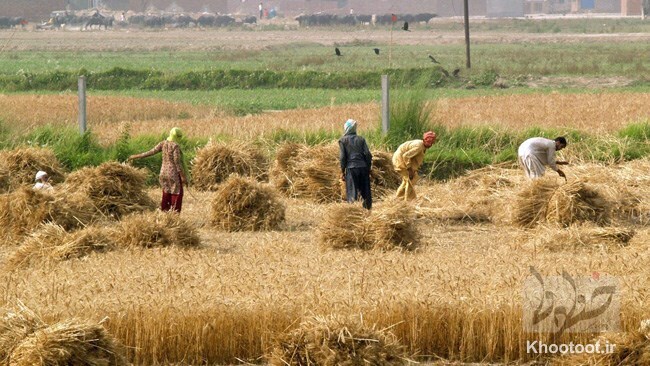 تعهدات صندوق بیمه کشاورزی افزایش مییابد تعهدات صندوق بیمه کشاورزی افزایش مییابد