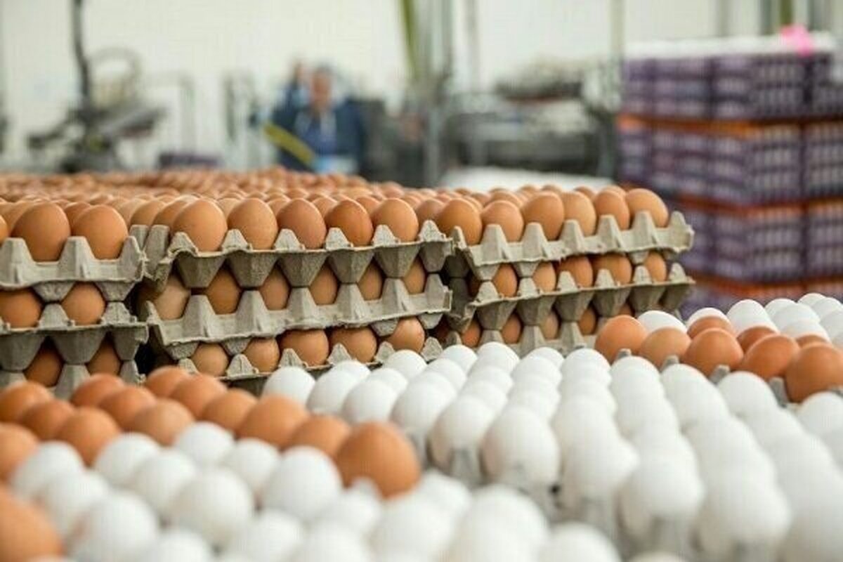 تخم‌مرغ هزار تومان کمتر از قیمت مصوب عرضه می‌شود|باید قیمت‌ها واقعی شود!