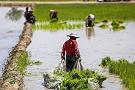 کاهش 30 درصدی قیمت برنج علیرغم افزایش هزینه ها
