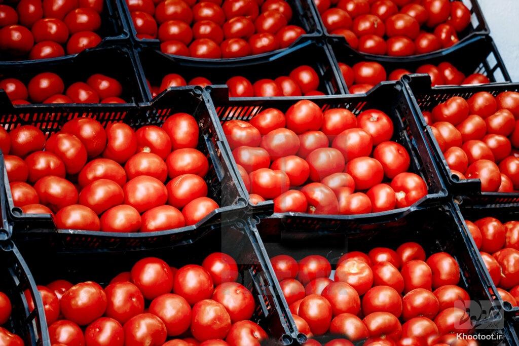 کاهش صاردات گوجه فرنگی به منظور ایجاد تعادل| انتظار خریدبه قیمت قبل را نداشته باشید!