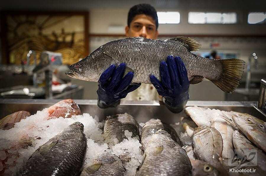 ماهی سی باس آسیایی، گونه مناسبی برای پرورش در قفس/ با چند سرمایه‌گذار خوب در حال رایزنی هستیم