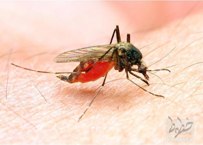 مالاریا چیست؟/ از علائم بیماری تا تشریح جزئیات ساخت واکسن