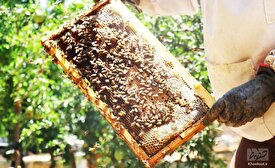 این صنعت رو به ورشکستی و نابودی می‌رود!/افزایش عسل‌های زنبورندیده در بازار