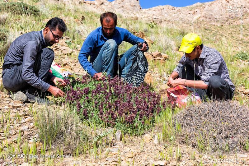 شناسایی بیش از ۲۵۰۰ نوع مختلف گیاهان دارویی در ارومیه/ عدم توانایی در برداشت!