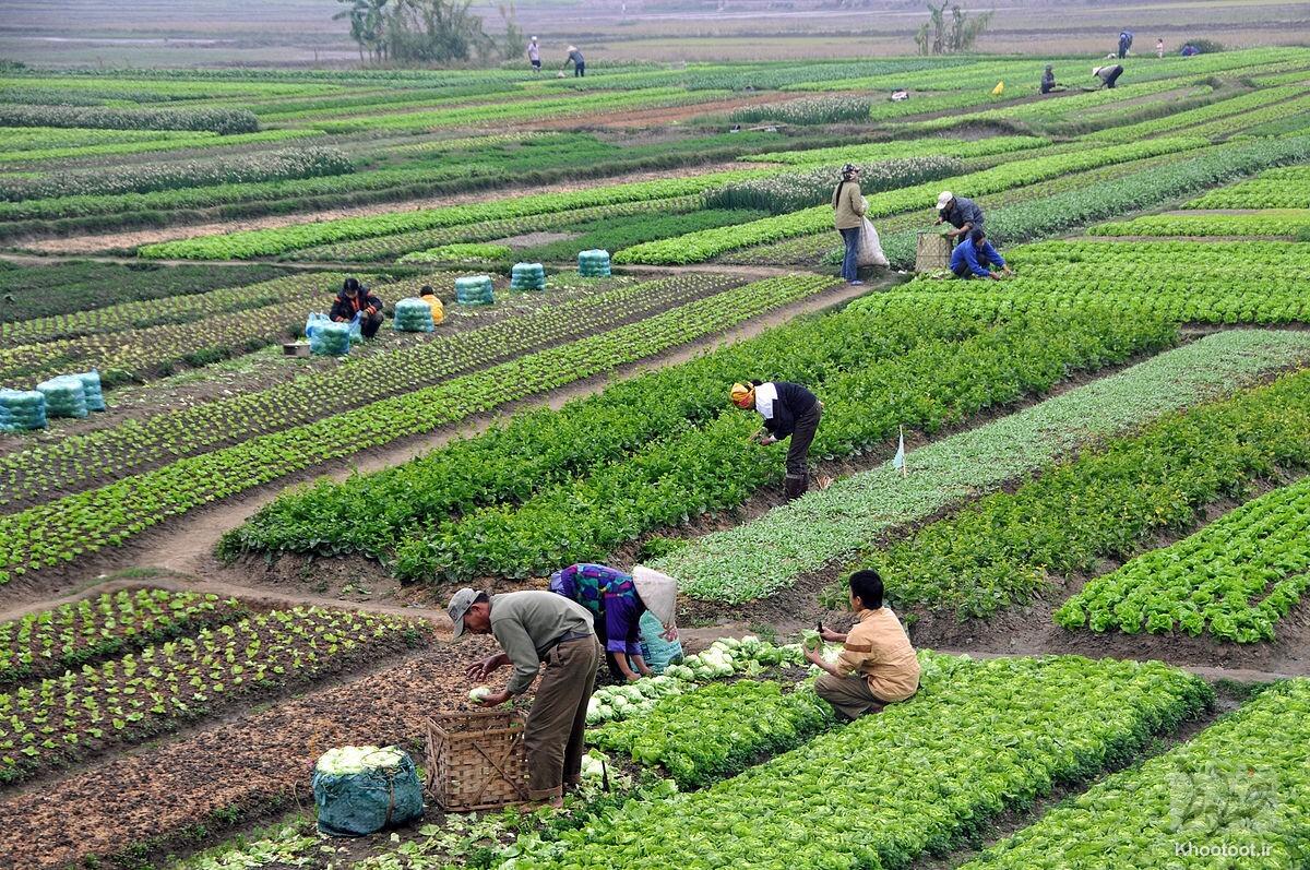 آمادگی اتحادیه های تولیدی برای عرضه مستقیم محصولات کشاورزی آمادگی اتحادیه های تولیدی برای عرضه مستقیم محصولات کشاورزی
