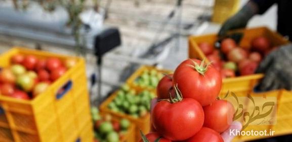 ممنوعیت صادرات گوجهفرنگی تا اطلاع ثانوی ممنوعیت صادرات گوجهفرنگی تا اطلاع ثانوی