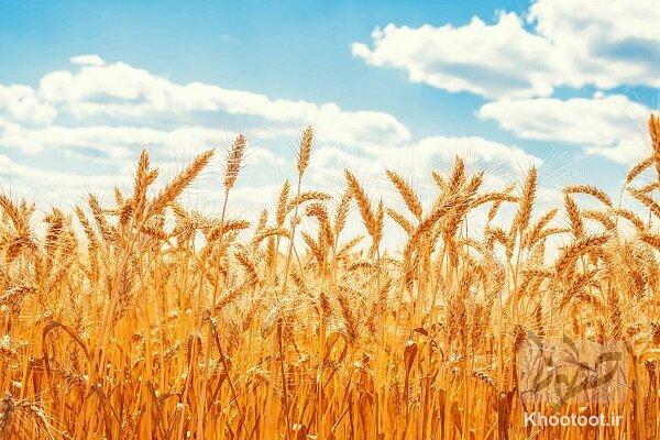 خرید تضمینی گندم بین 47500 تا 49500 تومان تعیین شد