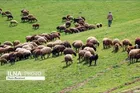 قیمت گوشت را مافیا تعیین می‌کند