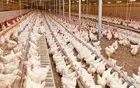 آخرین وضعیت پروژه های فناورانه «مرغ لاین»