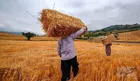 دولت بدهی ۲۰ هزار میلیاردی به گندمکاران پرداخت نکرده است