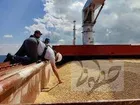 غلات آتش‌ جنگ اوکراین را خاموش می کند؟