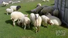 موجودی دام سبک به ۶ میلیون راس می رسد