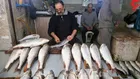 قیمت ماهی تا شب عید نوسانی ندارد/ افزایش قیمت ۱۰۰ درصدی برخی گونه ها در سال جاری