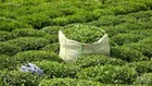 افزایش ۴۹ درصدی واردات چای