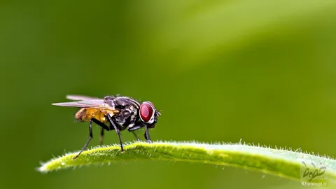 تماشا کنید/سرعت غیر قابل تصور مگس در بروز واکنش