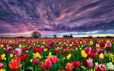 دشتهای دیدنی لاله هلند