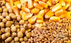 افزایش قیمت غلات با تشدید تنش‌های دریای سیاه