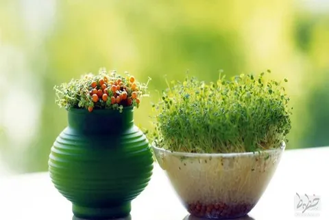 سبزه های عید!