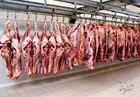 عرضه گوشت قرمز در بازار ۵۲ درصد افزایش یافت