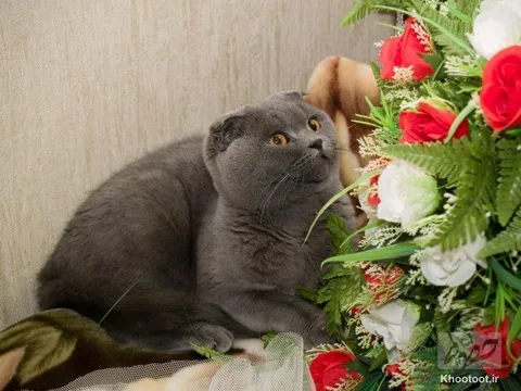 گربه‌هایی که در جشنواره شرکت کرده اند