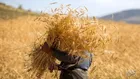 پرداخت ۸۲ درصد مطالبات گندمکاران