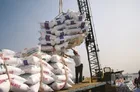 حذف ممنوعیت واردات برنج در فصل برداشت