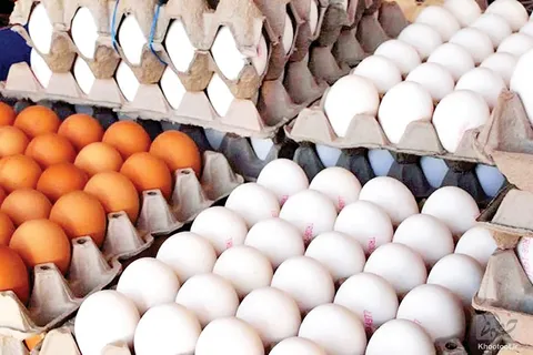 هجوم مردم عربستان برای خرید تخم مرغ!