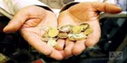 سکه در سراشیبی قیمت قرار می‌گیرد؟ / بازار در انتظار نتیجه مثبت مذاکرات