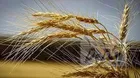 چنددرصد مطالبات گندمکاران پرداخت شد؟