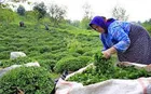 ۵۰ هزار تن برگ سبز چای بهاره از چایکاران خریداری شد
