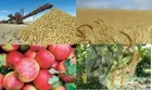 افزایش متوسط قیمت تولیدکننده محصولات کشاورزی در سال ١٤٠٠