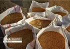 خرید تضمینی گندم از مرز ۴ میلیون تن گذشت