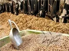تامین نهاده های دامی بدون مشکل