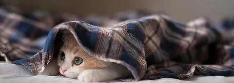 تماشاکنید/تنبیه بچه گربه توسط مادرش!