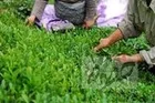 سیاست دولت باعث تولید چای درجه دو می‌شود