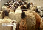 موضوع چهره زنی در مترو مشهد پیگیری می‌شود