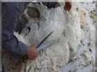 تهاتر نفت با پشم در سال ۱۴۰۰