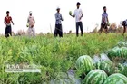 خرید هندوانه دلاری شد