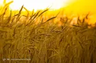جنگ یادآور ضرورت خودکفایی گندم