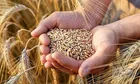 جشن خودکفایی گرفتند اما گندم وارد کردیم!