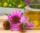 سرخارگل از ابتلا به کرونا جلوگیری می‌کند/ روشی برای مقابله طبیعی با بیماری کرونا