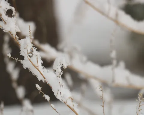 گزارش تصویری از طبیعت برفی تهران در بهمن ماه ۱۴۰۱